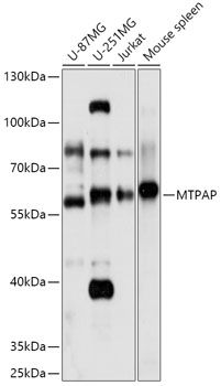 MTPAP antibody