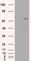 MTRF1 Antibody