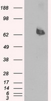 MTRF1 Antibody