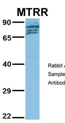 MTRR antibody