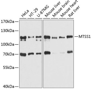 MTSS1 antibody