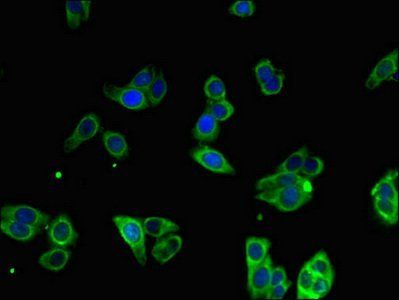 MTTP antibody