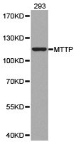MTTP antibody