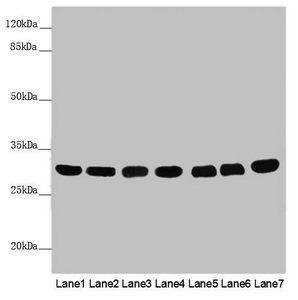 MTX2 Antibody