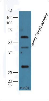 mu Opioid Receptor (phospho-Ser377) antibody