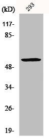 MUC13 antibody