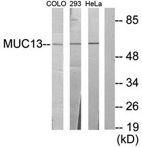 MUC13 Antibody