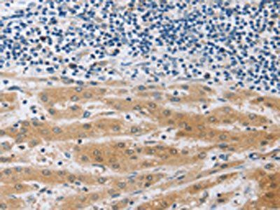 MUC20 Antibody