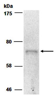MUC20 antibody