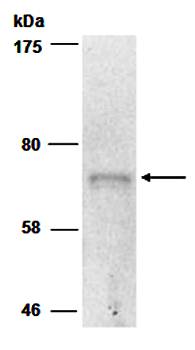 MUC20 (N) Antibody, Rabbit Polyclonal