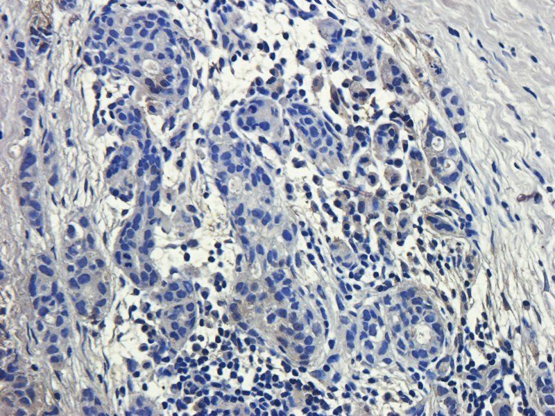 Muc2 antibody