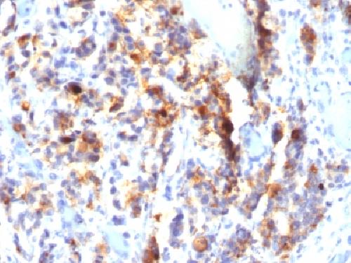 MUC5AC (Mucin 5AC / Gastric Mucin) Antibody