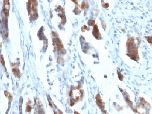 MUC5AC (Mucin 5AC / Gastric Mucin) Antibody