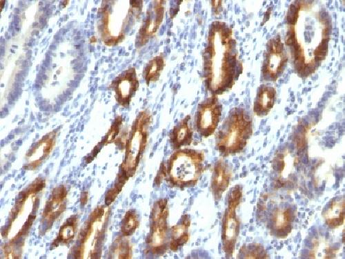 MUC6 Antibody