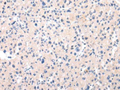 MUC7 antibody