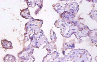 MUC1 Antibody