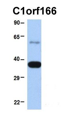 MUL1 antibody