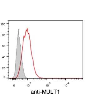 MULT-1 antibody