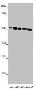 Multiple inositol polyphosphate phosphatase 1 antibody