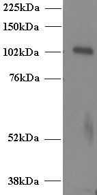 Munc13-4 antibody