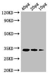Murein tetrapeptide carboxypeptidase antibody (Biotin)