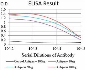 MuRF1 Antibody