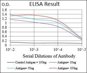 MuRF1 Antibody
