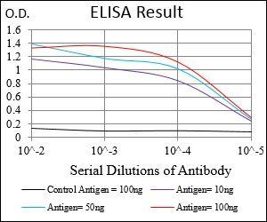 MuRF1 Antibody