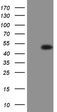 MURF3 (TRIM54) antibody