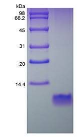 Murine BD2 protein