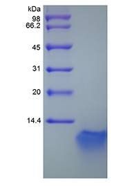 Murine BD3 protein