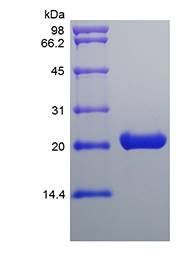 Murine Cardiotrophin-1 protein