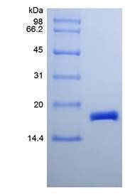 Murine CDNF protein