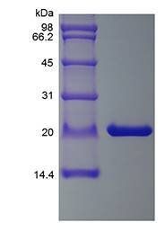 Murine CNTF protein