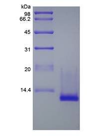 Murine CTACK protein