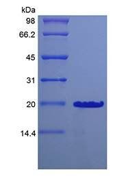 Murine DHH C23II protein