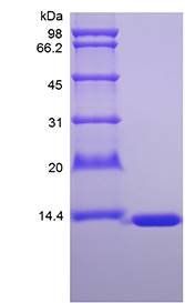 Murine FABP1 protein