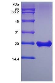 Murine FGF-18 protein