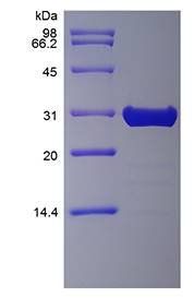 Murine FGF-8 protein