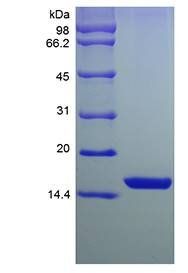 Murine FGF-acidic protein