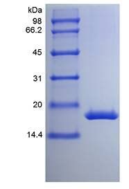 Murine G-CSF protein