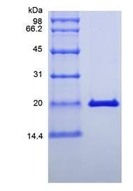 Murine IFN-lambda 2 protein