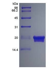 Murine IFN-lambda 3 protein