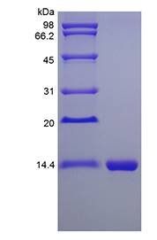 Murine IL-16 protein