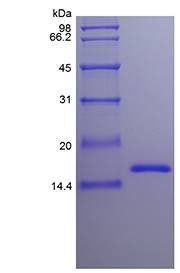 Murine IL-22 protein