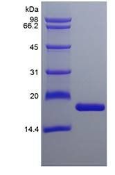 Murine IL-36 alpha (160a.a.) protein