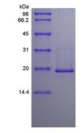Murine IL-36 beta (183a.a.) protein