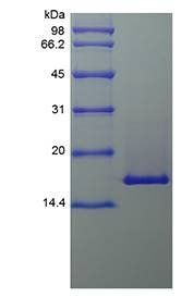Murine IL-36 beta protein