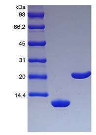 Murine IL-5 protein