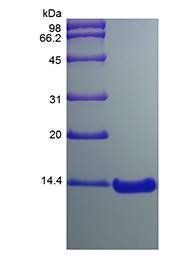 Murine MCP3 protein